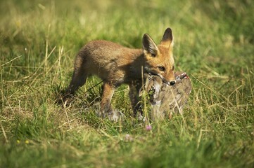 Red Fox, vulpes vulpes, Adult with a Partridge Kill, Normandy