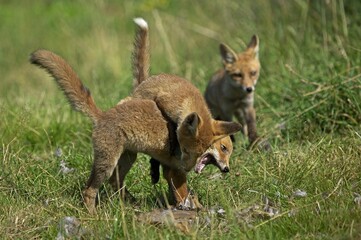 Naklejka na ściany i meble Red Fox, vulpes vulpes, Adult Fighting with a Partridge Kill, Normandy