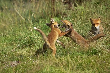 Red Fox, vulpes vulpes, Adult Fighting near a Partridge Kill, Normandy