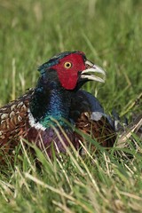 Commmon Pheasant, phasianus colchicus, Male standing in Long Grass, Calling, Normandy
