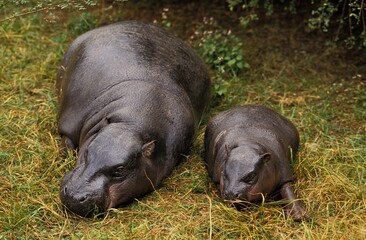 Pygmy Hippopotamus, choeropsis liberiensis, Female with Calf laying down on Grass