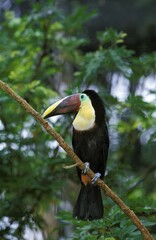Chestnut Mandibled Toucan, ramphastos swainsonii, Adult standing on Branch, Costa Rica