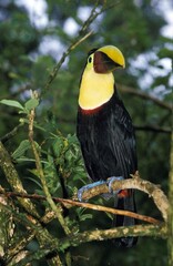 Chestnut Mandibled Toucan, ramphastos swainsonii, Adult standing on Branch, Costa Rica