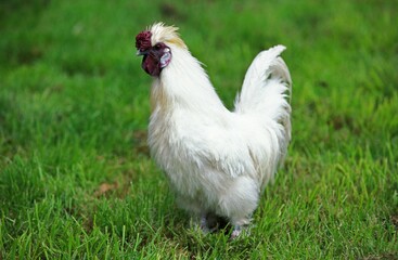 Domestic Chicken called Negre Soie, Cockerel standing on Grass