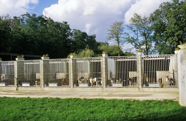 Dogs in a Kennel