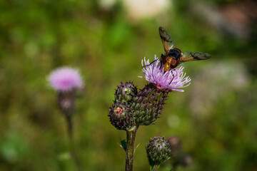 fly on flower with green background