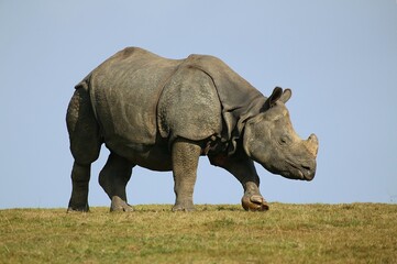 Obraz premium Indian Rhinoceros, rhinoceros unicornis, Adult standing on Grass against Blue Sky