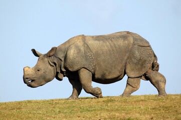 Naklejka na ściany i meble Indian Rhinoceros, rhinoceros unicornis, Adult standing on Grass against Blue Sky