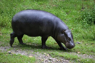 Pygmy Hippopotamus, choeropsis liberiensis, Adult walking on Grass