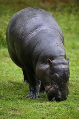 Pygmy Hippopotamus, choeropsis liberiensis, Adult Eating Grass