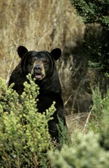 American Black Bear, ursus americanus, Adult standing in Bush, Canada