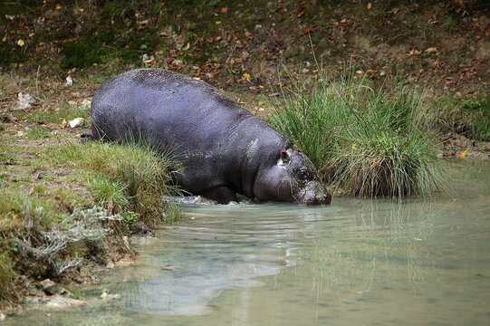 Pygmy Hippopotamus, choeropsis liberiensis, Adult entering Water
