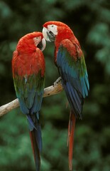 Red and Green Macaw, ara chloroptera, Adults standing on Branch © slowmotiongli
