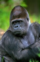 Fototapeta premium Eastern Lowland Gorilla, gorilla gorilla graueri, Male