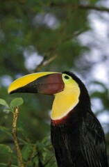 Chestnut Mandibled Toucan, ramphastos swainsonii, Portrait of Adult, Costa Rica