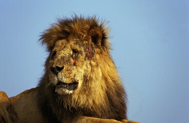 African Lion, panthera leo, Old Male injured after Fight, Masai Mara Park in Kenya