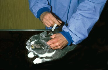 Domestic Cat and Veterinary doing Vaccination