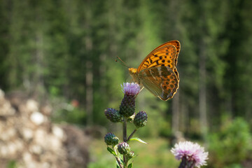 orange butterfly on flower with green background