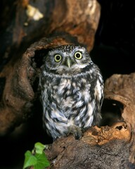 Naklejka premium Little Owl, athene noctua, Adult standing on Stump