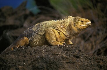 Galapagos Land Iguana, conolophus subcristatus, Adult standing on Rock, Galapagos Islands