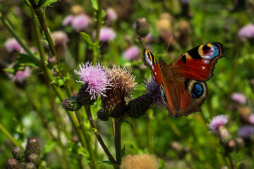 painted lady butterfly on grass background