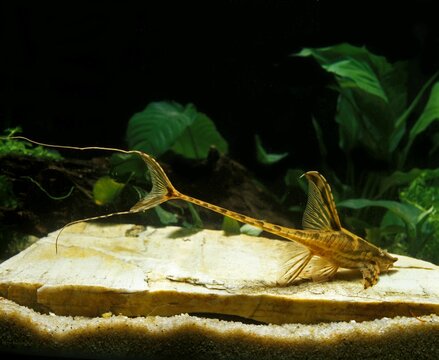 Whiptail Catfish, sturisomas sp., Adult