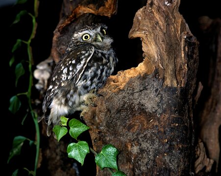 Little Owl, athene noctua, Adult standing on Stump