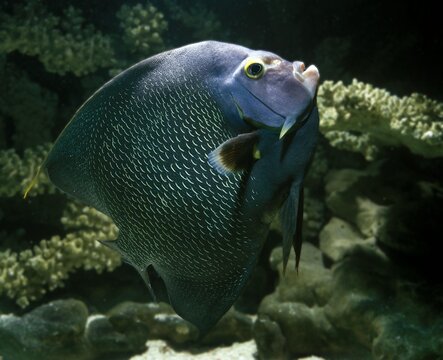 French Angelfish, pomacanthus paru, Adult