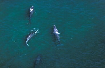 Naklejka premium Grey Whale or Gray Whale, eschrichtius robustus, Group, Aerial View, Baja California in Mexico