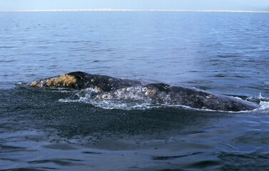 Obraz premium Grey Whale or Gray Whale, eschrichtius robustus, Adults, Heads at Surface, Baja California, Mexico