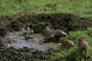 Warthog, phacochoerus aethiopicus, Female with Piglet having Mud Bath, Masai Mara Park in Kenya