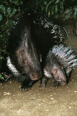 Crested Porcupine, hystrix cristata, Female with Young