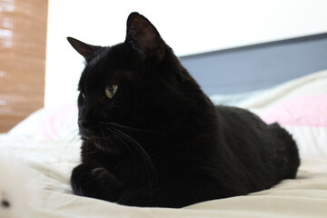 Handsom  Italian black  cat  laying on the bed