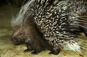Crested Porcupine, hystrix cristata, Adult