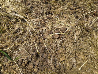 Horse manure with hay and sawdust