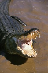 American Alligator, alligator mississipiensis, Adult with Open Mouth in Defensive Posture