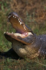 American Alligator, alligator mississipiensis, Adult with Open Mouth in Defensive Posture