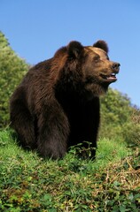 Brown Bear, ursus arctos, Adult standing on Grass