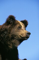 Fototapeta premium Brown Bear, ursus arctos, Portrait of Adult