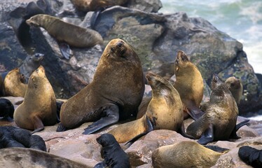 Fototapeta premium South African Fur Seal, arctocephalus pusillus, Male with Females, Colony at Cape Cross in Namibia