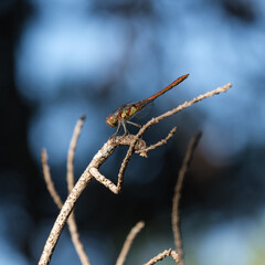 Dragonfly on Tree Branch, Cisternino, Puglia, Italy