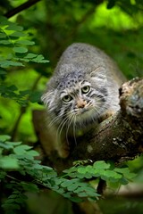 Manul or Pallas's Cat, otocolobus manul, Adult standing on Branch