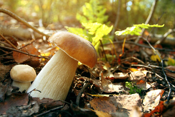 Autumn forest porcini mushrooms in the forest