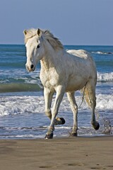 Obraz na płótnie Canvas Camargue Horse, Adult Trotting on Beach, Saintes Marie de la Mer in Camargue, in the South of France