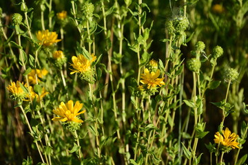 A bush of a flowering weed plant the grindelia.