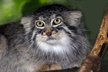 Naklejka na ściany i meble Manul or Pallas's Cat, otocolobus manul, Adult standing on Branch