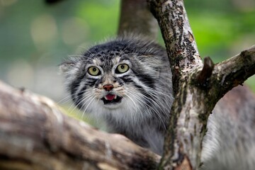 Manul or Pallas's Cat, otocolobus manul, Adult standing on Branch