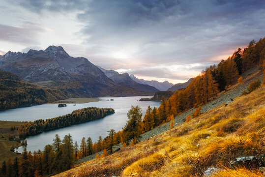 Gorgeous view on autumn lake Sils (Silsersee) in Swiss Alps mountains. Colorful forest with orange larch. Switzerland, Maloja region, Upper Engadine. Landscape photography