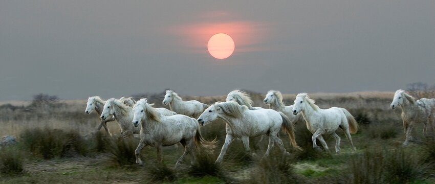 Camargue Horse, Herd standing in Swamp, Saintes Marie de la Mer in Camargue, in the South of France