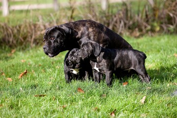 Cane Corso, Dog Breed from Italy, Female with Pup standing on Grass